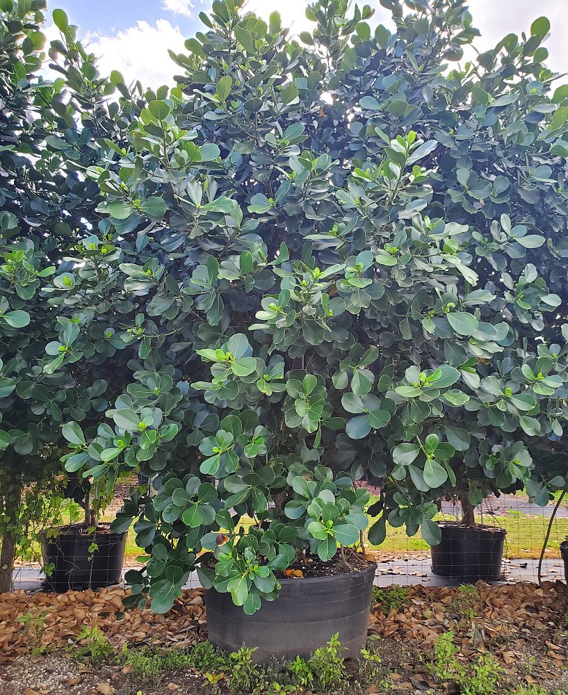 clusia-rosea-pitch-apple-autograph-tree
