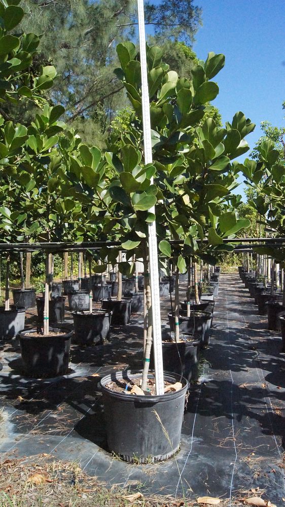 clusia-rosea-pitch-apple-autograph-tree