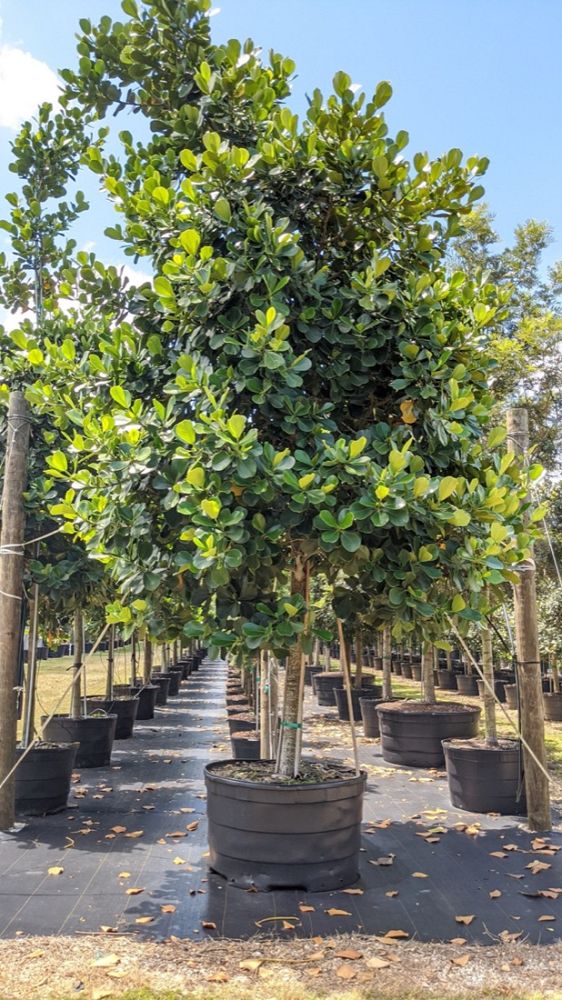clusia-rosea-pitch-apple-autograph-tree