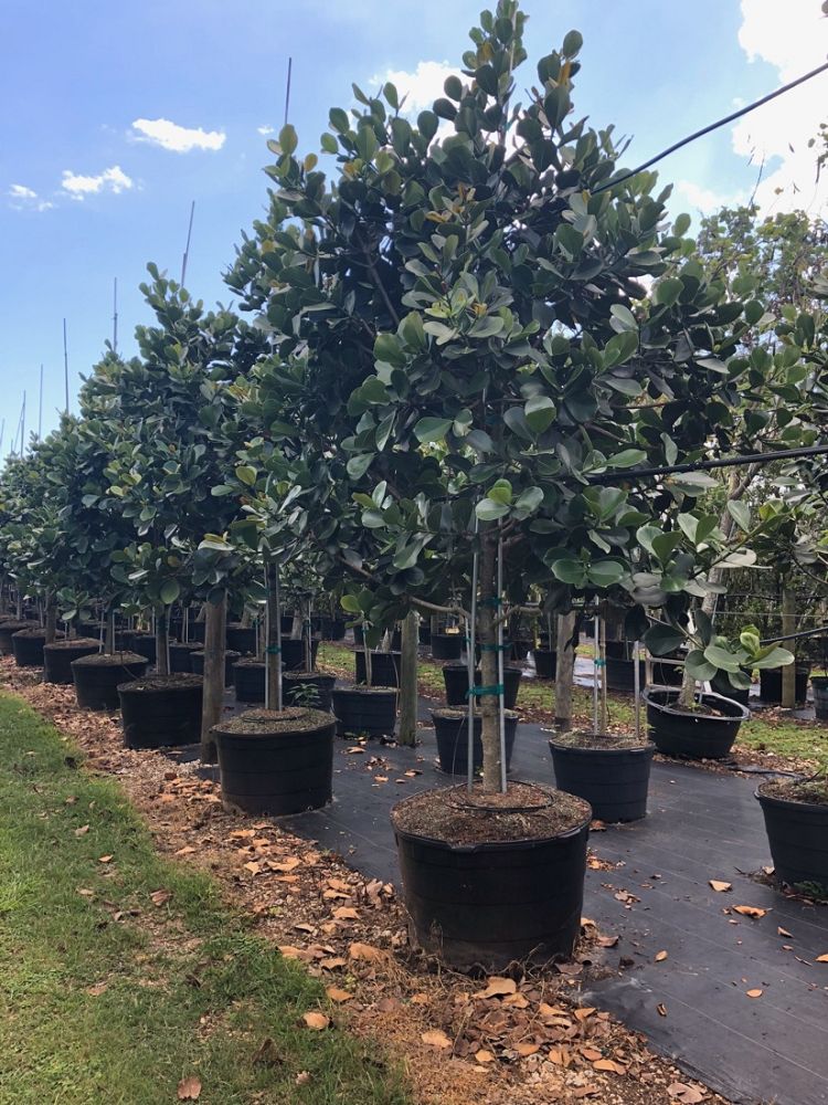 clusia-rosea-pitch-apple-autograph-tree