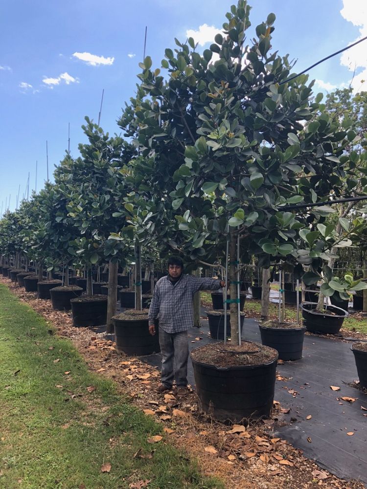 clusia-rosea-pitch-apple-autograph-tree