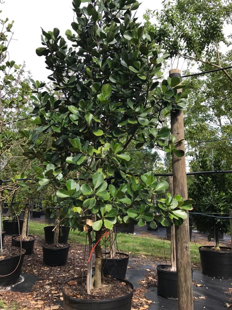 clusia-rosea-pitch-apple-autograph-tree
