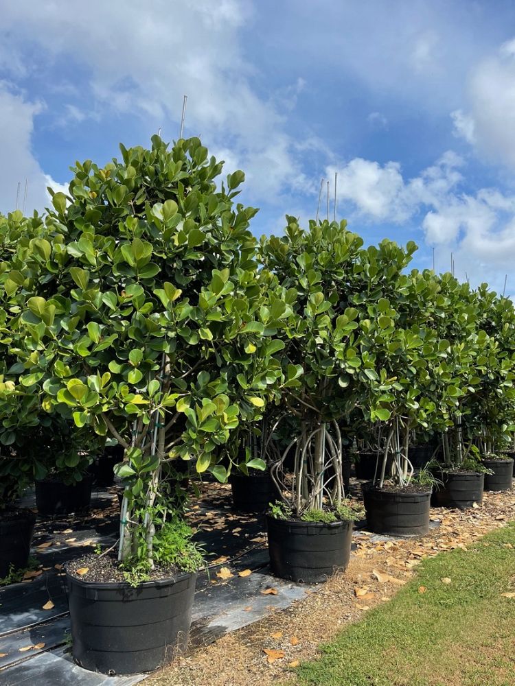 clusia-rosea-pitch-apple-autograph-tree