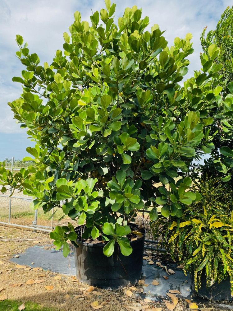 clusia-rosea-pitch-apple-autograph-tree