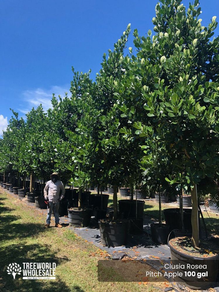 clusia-rosea-pitch-apple-autograph-tree