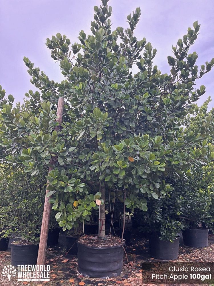 clusia-rosea-pitch-apple-autograph-tree