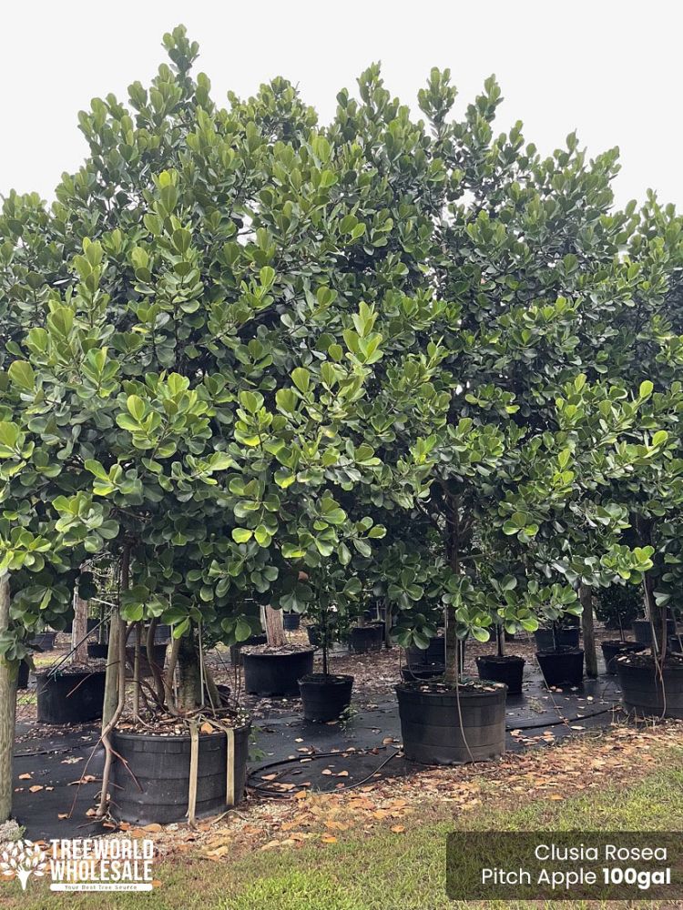 clusia-rosea-pitch-apple-autograph-tree
