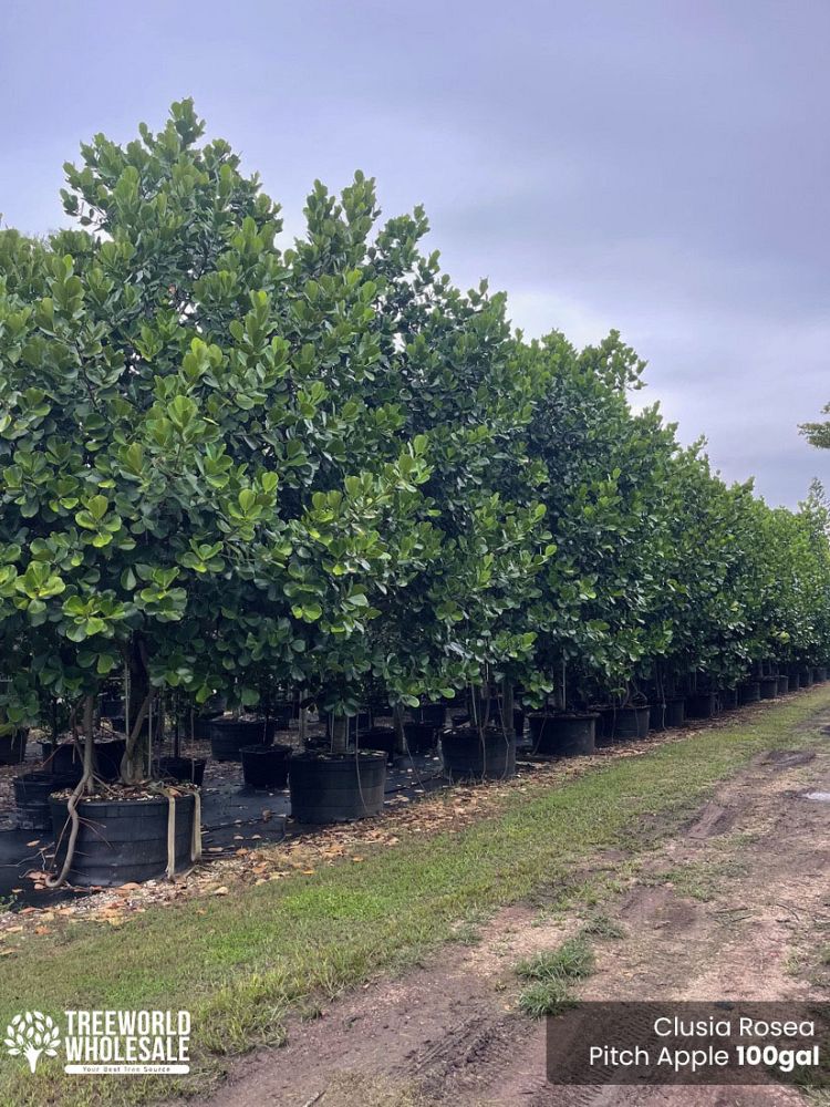 clusia-rosea-pitch-apple-autograph-tree