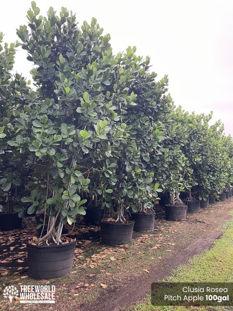 clusia-rosea-pitch-apple-autograph-tree