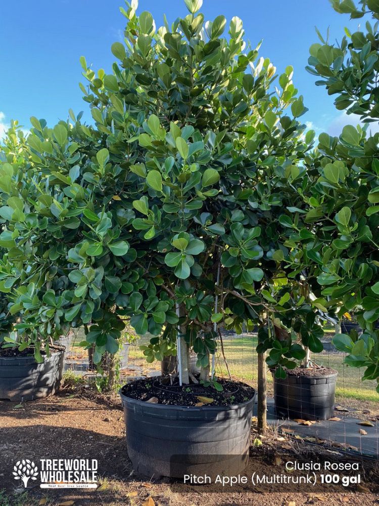 clusia-rosea-pitch-apple-autograph-tree