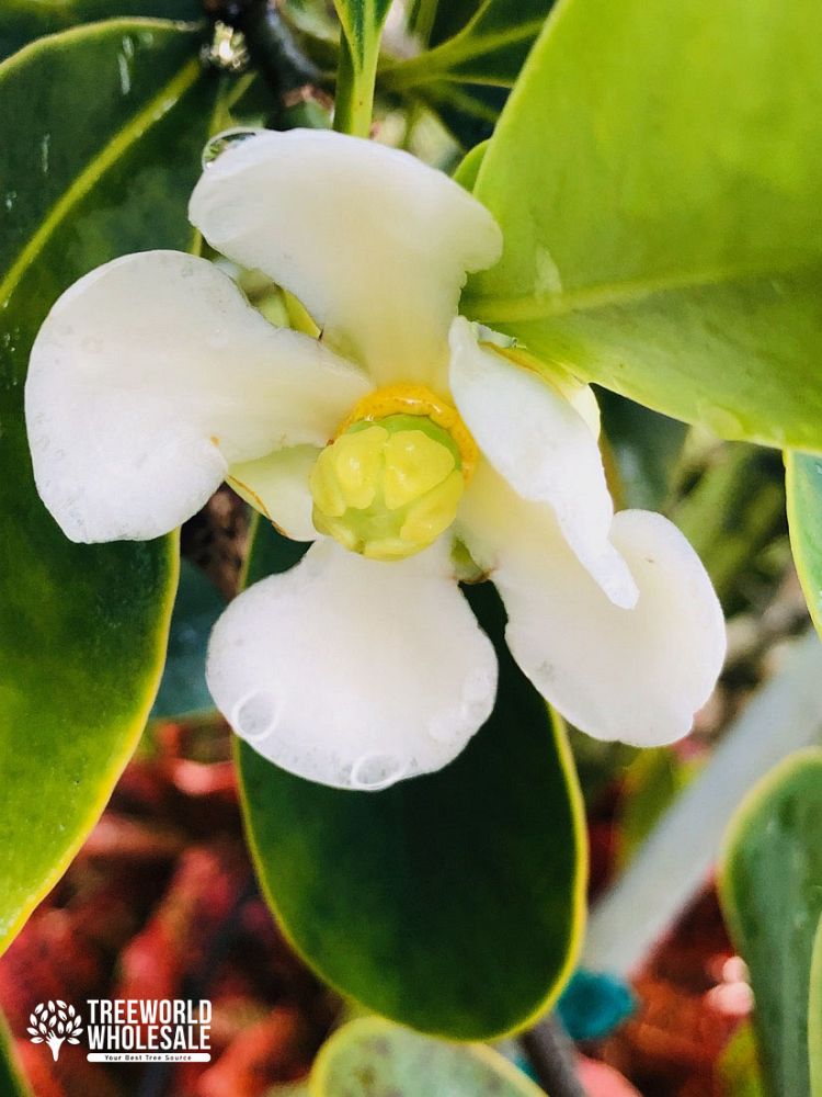 clusia-rosea-pitch-apple-autograph-tree