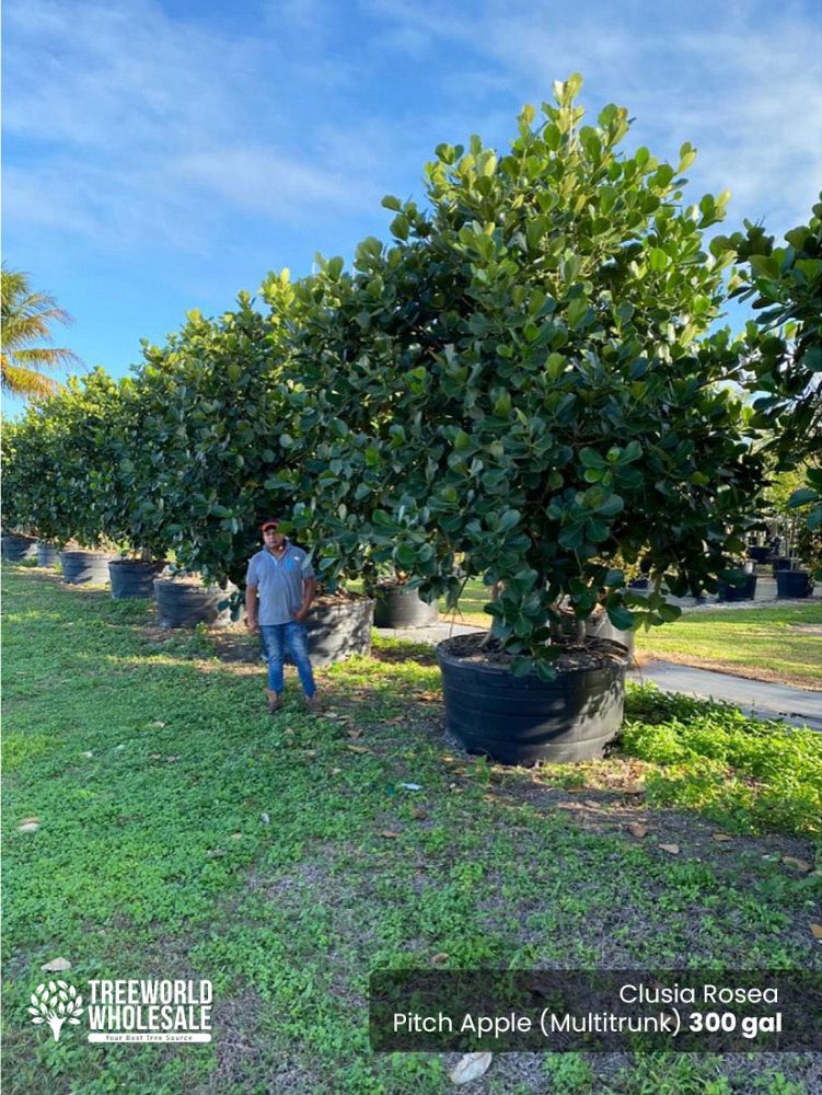 clusia-rosea-pitch-apple-autograph-tree