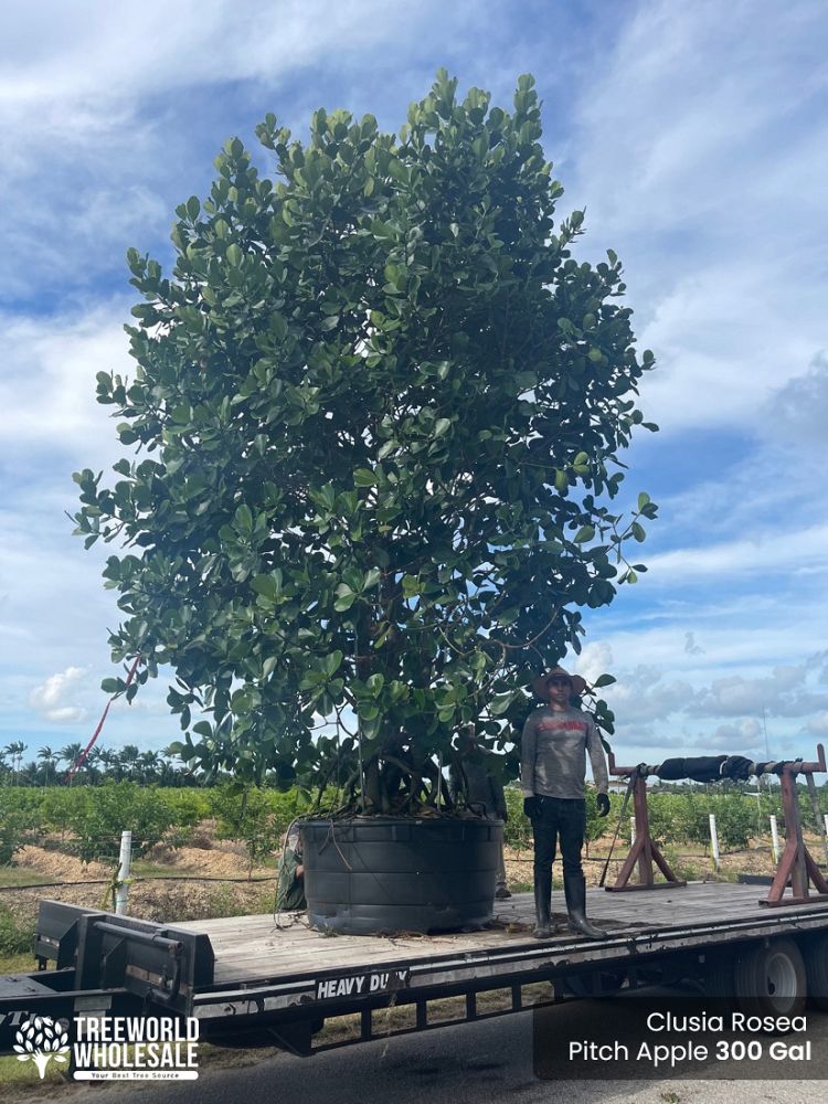 clusia-rosea-pitch-apple-autograph-tree
