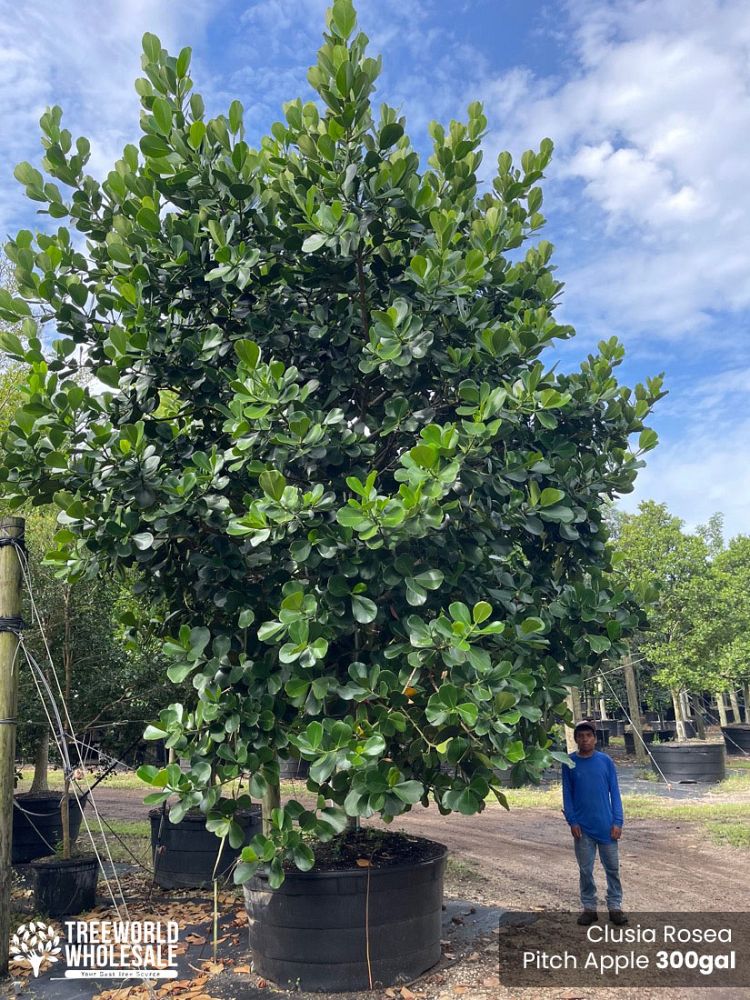 clusia-rosea-pitch-apple-autograph-tree