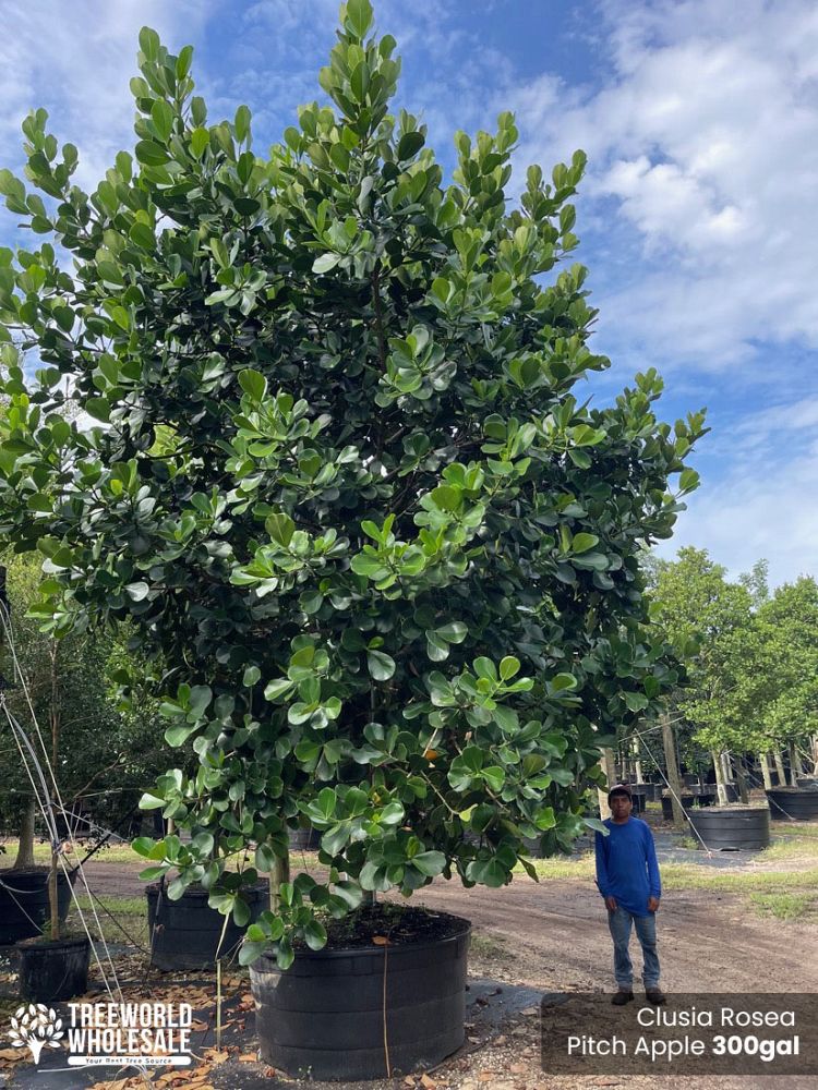 clusia-rosea-pitch-apple-autograph-tree