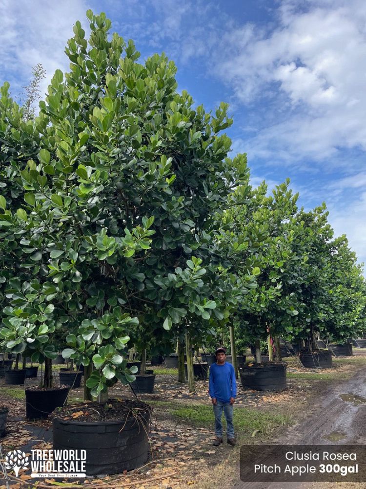clusia-rosea-pitch-apple-autograph-tree