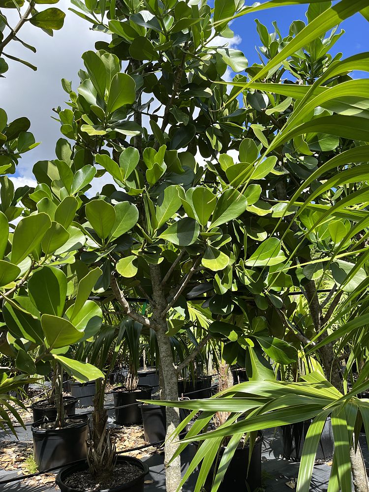 clusia-rosea-pitch-apple-autograph-tree