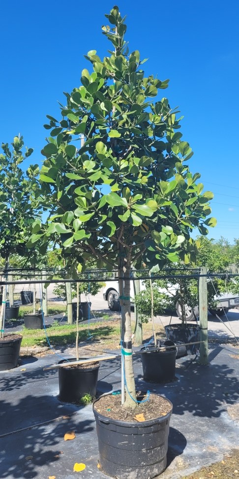 clusia-rosea-pitch-apple-autograph-tree