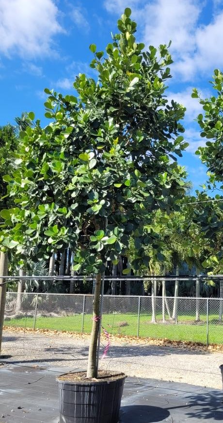 clusia-rosea-pitch-apple-autograph-tree