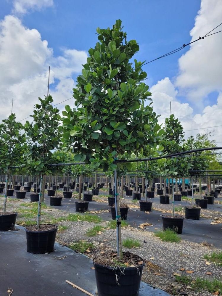clusia-rosea-pitch-apple-autograph-tree