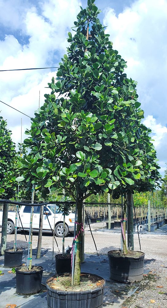 clusia-rosea-pitch-apple-autograph-tree