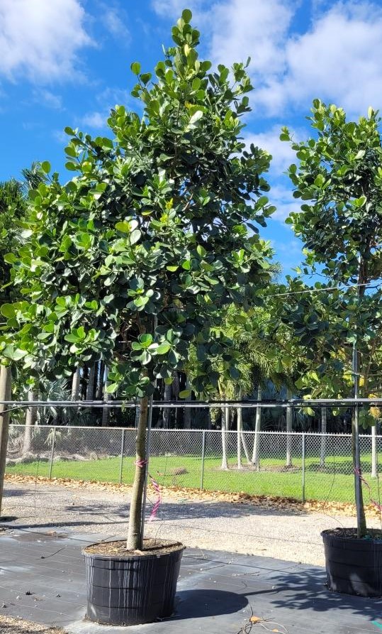 clusia-rosea-pitch-apple-autograph-tree