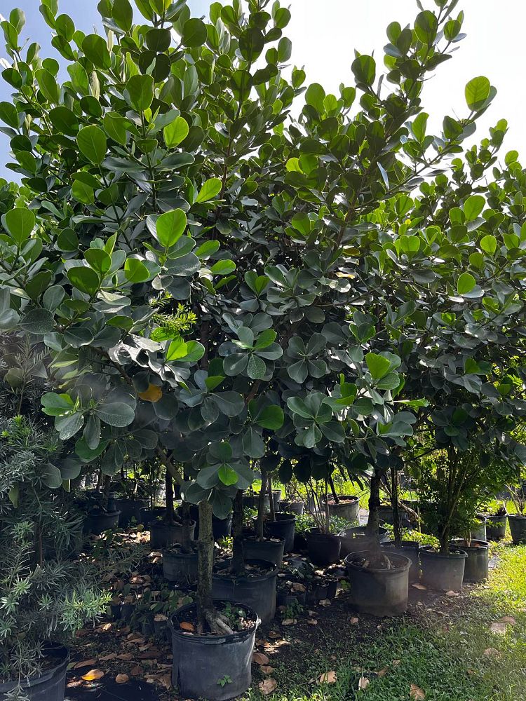 clusia-rosea-pitch-apple-autograph-tree