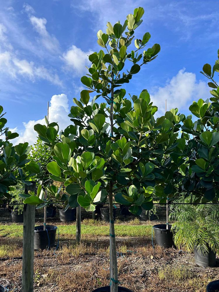 clusia-rosea-pitch-apple-autograph-tree
