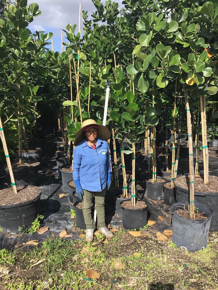 clusia-rosea-pitch-apple-autograph-tree