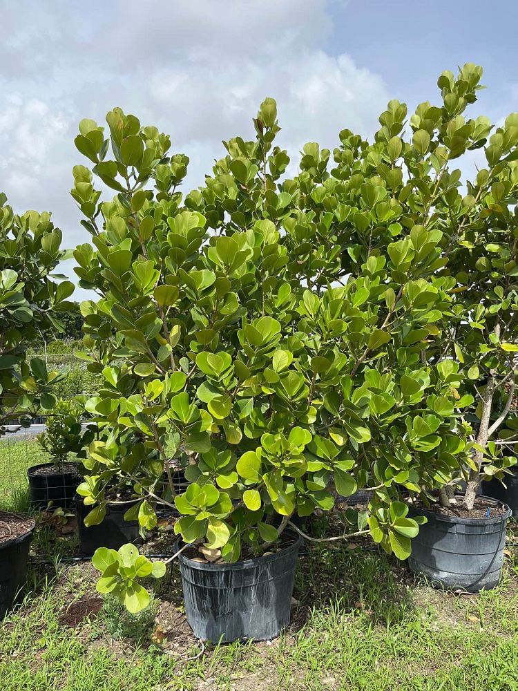 clusia-rosea-pitch-apple-autograph-tree