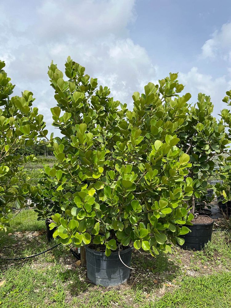 clusia-rosea-pitch-apple-autograph-tree