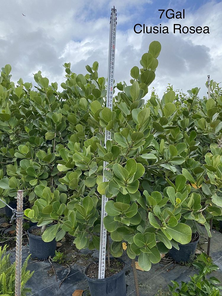 clusia-rosea-pitch-apple-autograph-tree