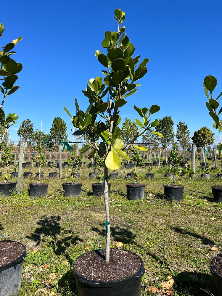 clusia-rosea-pitch-apple-autograph-tree
