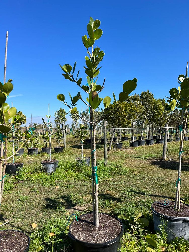 clusia-rosea-pitch-apple-autograph-tree
