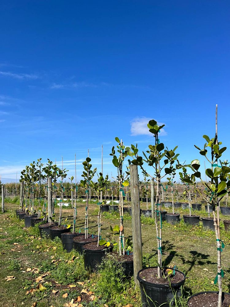 clusia-rosea-pitch-apple-autograph-tree