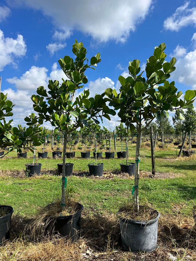 clusia-rosea-pitch-apple-autograph-tree