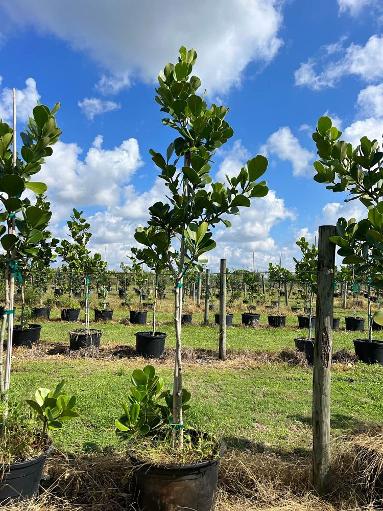 clusia-rosea-pitch-apple-autograph-tree