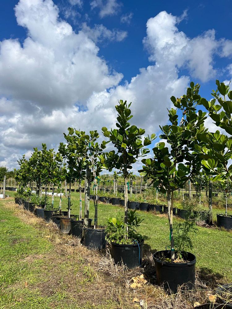 clusia-rosea-pitch-apple-autograph-tree
