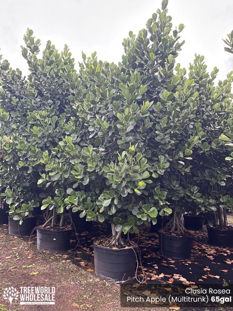 clusia-rosea-pitch-apple-autograph-tree