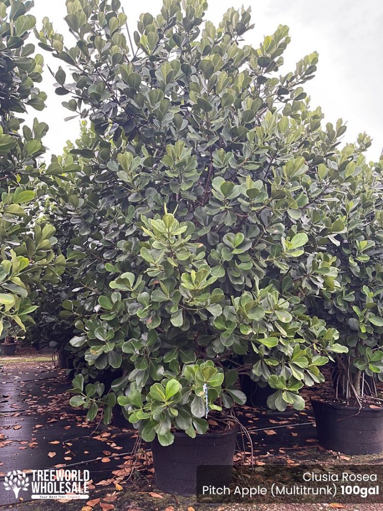 clusia-rosea-pitch-apple-autograph-tree