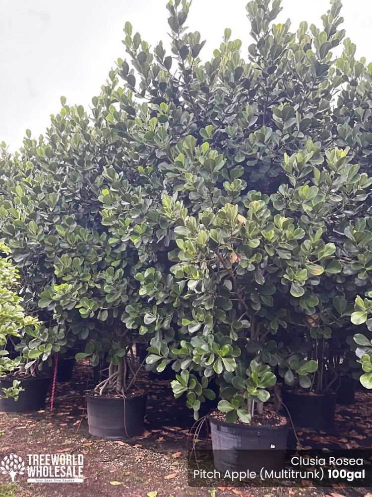 clusia-rosea-pitch-apple-autograph-tree