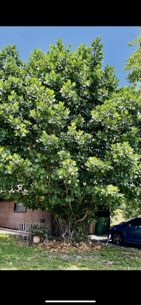 clusia-rosea-pitch-apple-autograph-tree