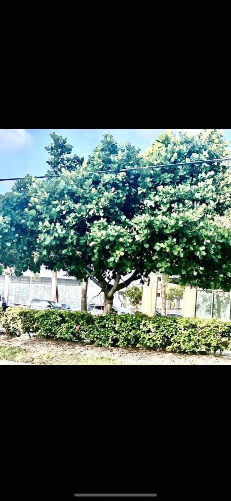clusia-rosea-pitch-apple-autograph-tree