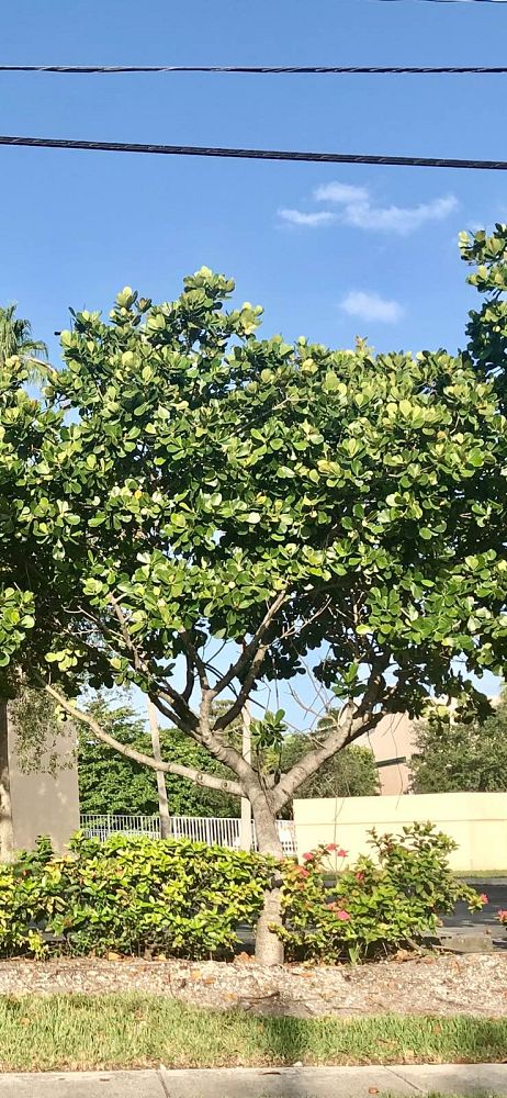 clusia-rosea-pitch-apple-autograph-tree