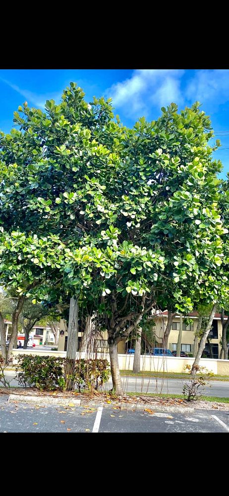 clusia-rosea-pitch-apple-autograph-tree