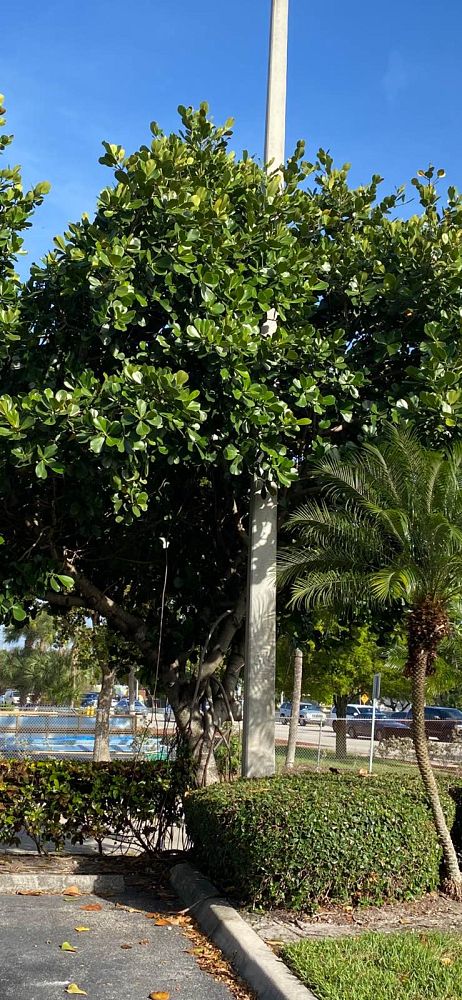 clusia-rosea-pitch-apple-autograph-tree