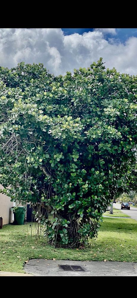 clusia-rosea-pitch-apple-autograph-tree