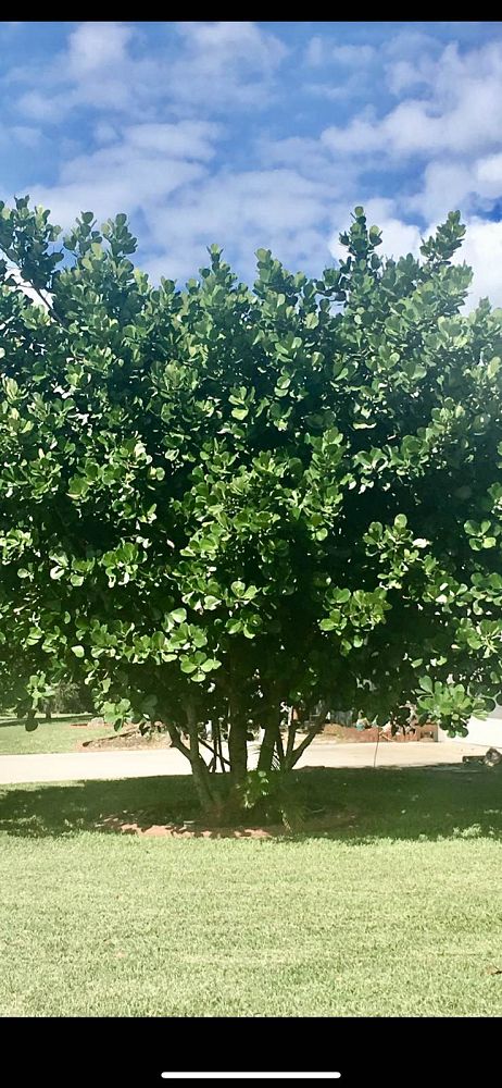 clusia-rosea-pitch-apple-autograph-tree