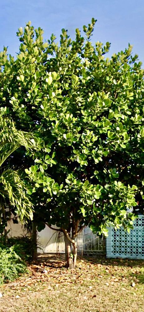 clusia-rosea-pitch-apple-autograph-tree