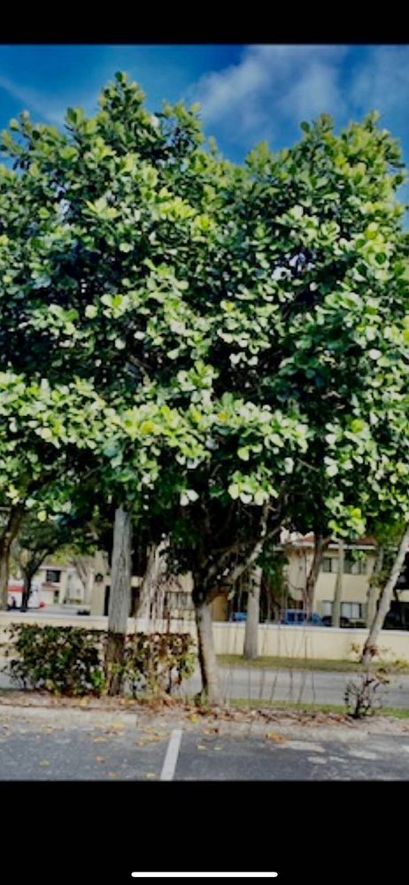 clusia-rosea-pitch-apple-autograph-tree